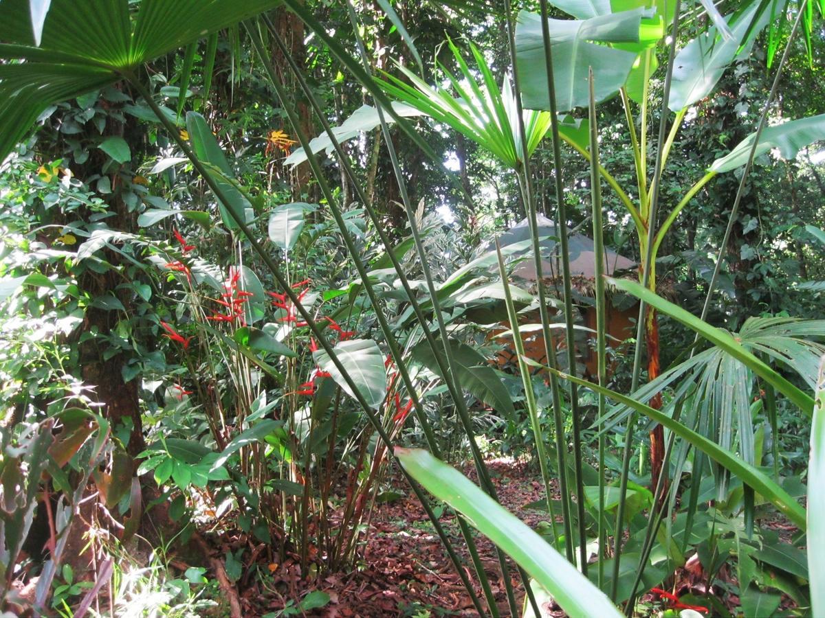 Korrigan Lodge Cahuita Bilik gambar